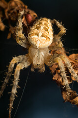 close-up shot of a spider in its natural habitat