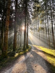 Sonnenstrahlen im Mooswald