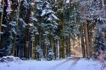 Sonnenstrahlen im Winterwald