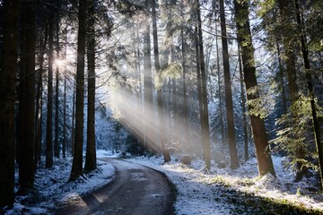 Sonnenstrahlen im Winterwald