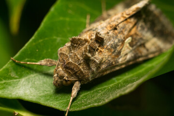 close-up shot of a moth
