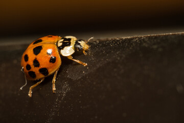 close-up smiley of a ladybug in nature