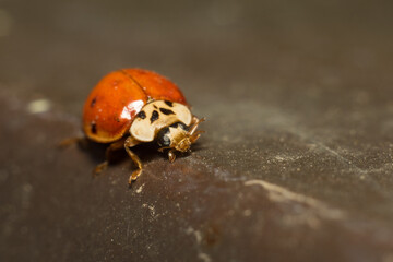 close-up smiley of a ladybug in nature
