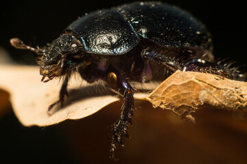 forest beetle in its natural habitat
