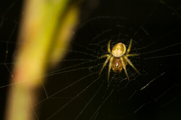 a small spider on the hunt
