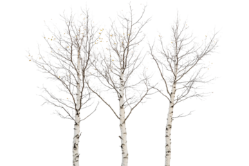 Three White Birch Trees in a Snowy Winter Landscape Isolated on transparent Background