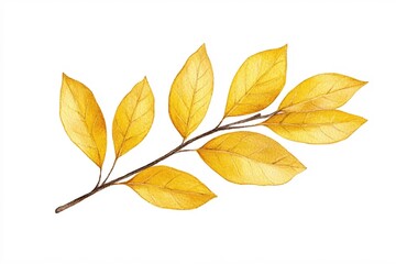 Golden leaves on a branch watercolor painting with a clean white background for design projects