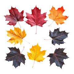 Obraz premium Colorful autumn leaves isolated on transparent background for design use
