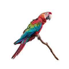 Obraz premium Vibrant Parrot Perched: A stunning, colorful parrot perches gracefully on a branch, its plumage a dazzling display of red, blue, and green, against a plain backdrop.