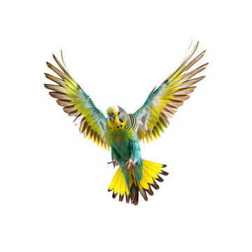 Soaring Serenity: A vibrant parakeet takes flight against the backdrop, its wings spread in a display of freedom and grace. Capturing the bird's beauty and the sense of movement.