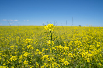 Obraz premium Rapeseed field with a blue sky