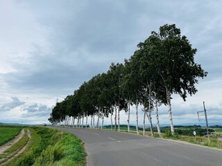 일본 훗카이도 패치워크로드 자작나무