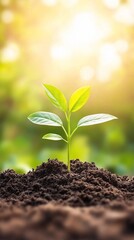 Young plant growing in soil, sunrise background. (1)