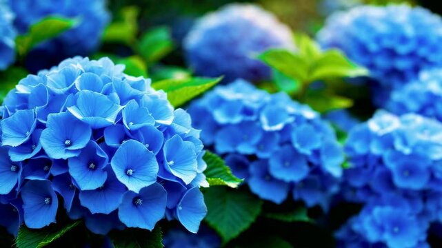 Close-Up of Vibrant Blue Hydrangea Bloom with Lush Green Leaves