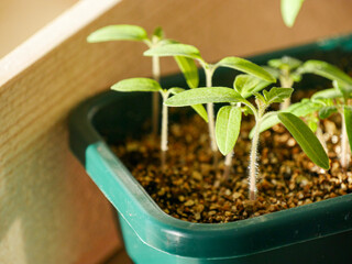 Little tomato seedlings in a seed tray. Just sprouted tomato plants. Seed sowing and gardening. Hobby.