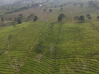 aerial view of Tea plantation. Camellia sinensis is a tea plant, a species of plant whose leaves and shoots are used to make tea.