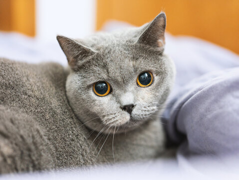 British shorthair cat sleeping on the owner's bed, wrapped in a quilt and feeling comfortable