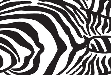 Graphical abstract illustration, zebra pattern, modern design cover for typography , vector illustration. Stripy fashion hand drawn print