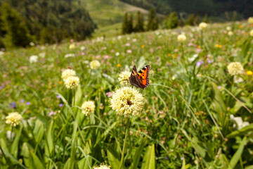 Butterfly on flower in summertime