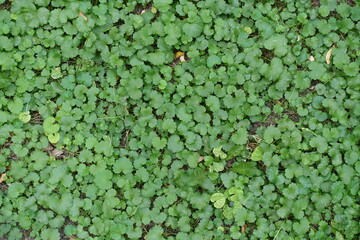Backdrop - green leafage of Glechoma hederacea in mid August