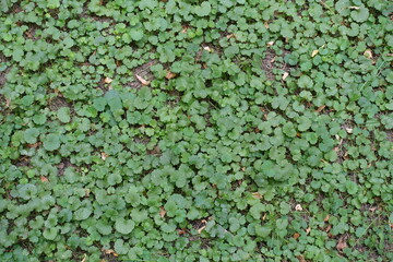 Background - green foliage of Glechoma hederacea in mid August