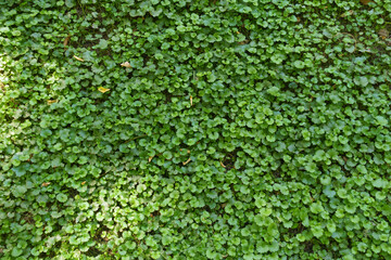 Dense green leafage of Glechoma hederacea in September