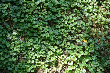Glechoma hederacea foliage covering the ground in September