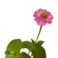 Beautiful colorful zinnia elegans flowers in bloom on white background