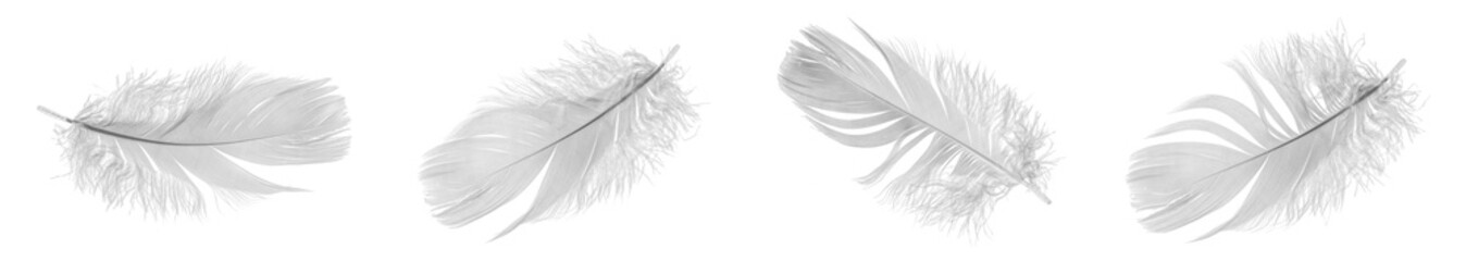 white goose feathers on a white background	