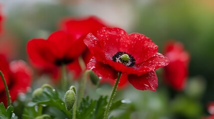 Obraz premium Vibrant CloseUp of Red Poppy Flowers in Bloom with Dewdrops in Morning Light : Generative AI
