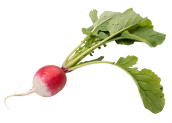 radish isolated on white
