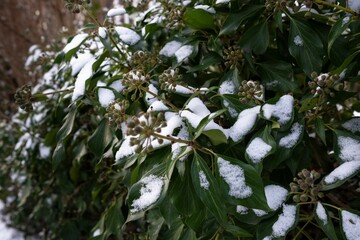Close-up of snow-covered green leaves on a tree branch