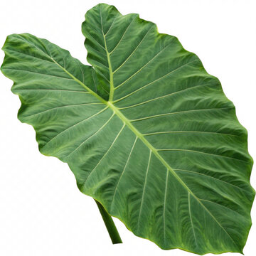 4k vector illustration of a giant taro leaf feat