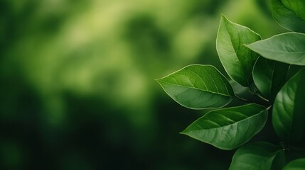 Green Leaves Close Up with Soft Focus on Lush Foliage Background : Generative AI