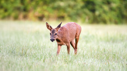 Young roe deer buck walking and looking up at camera in a clearing after the rain. Capreolus capreolus, Touraine, Indre et Loire 37, région Centre-Val-de-Loire, France, European Union, Europe
