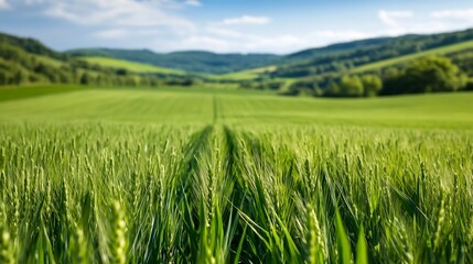 Obraz premium Vast Green Wheat Field under a Clear Blue Sky Perfect for Agricultural and Natural Landscape Photography : Generative AI