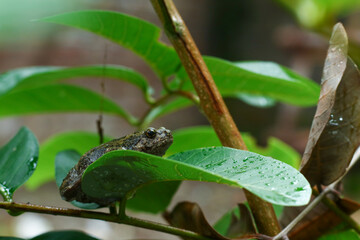 frog on leaf