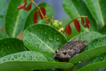 frog on leaf