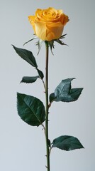 Single Yellow Rose: A Study in Serenity and Elegance