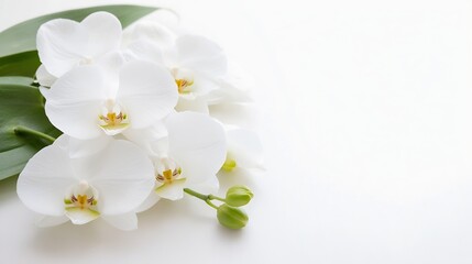 Elegant White Orchid Arrangement on Clean White Background Perfect for Floral Design : Generative AI