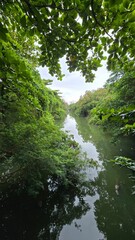 Naklejka premium Serene view of a lush green riverbank with dense foliage and calm water reflecting the sky