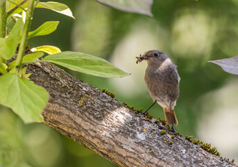 Hausrotschwanz im Baum.