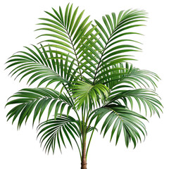 palm tree isolated on white