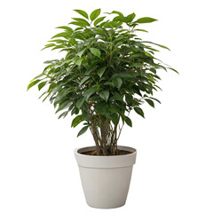 seo title realistic potted plant indoor house plant.png