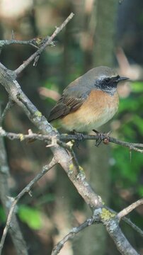 The common redstart male bird on a branch in spring, Phoenicurus phoenicurus