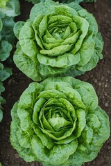 Obraz premium Fresh, Vibrant Green Butter Lettuce Heads, Close Up, Thriving in a Summer Garden Outdoor.