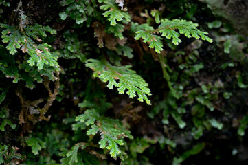 Close up of ferns growing on the wall, shoot in macro lens, background out of focus in purpose, in Keelung City, Taiwan.
