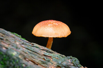 Close up of mushroom growing on the rotten woods, shoot in macro lens, background out of focus in purpose, in Keelung City, Taiwan.