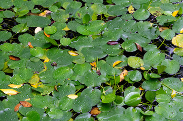 Close up of duckweed growing on the water, in Keelung City, Taiwan.
