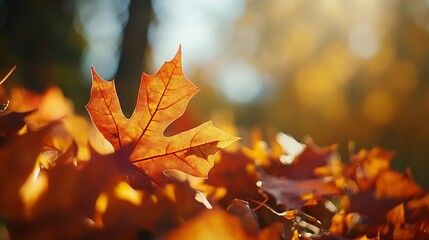 Vibrant Close Up of Sunlit Autumn Maple Leaf in Warm Golden Tones : Generative AI